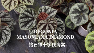 ��ʯ��ʮ���ﺣ��ĸ�������
�µ�һ�������Ѿ��ϼ�����״̬һ�������ͳһ�����Զ���ѡ����#�ﺣ��[����]# #��ʮ���ﺣ��[����]##��ʯ��ʮ���ﺣ��[����]#