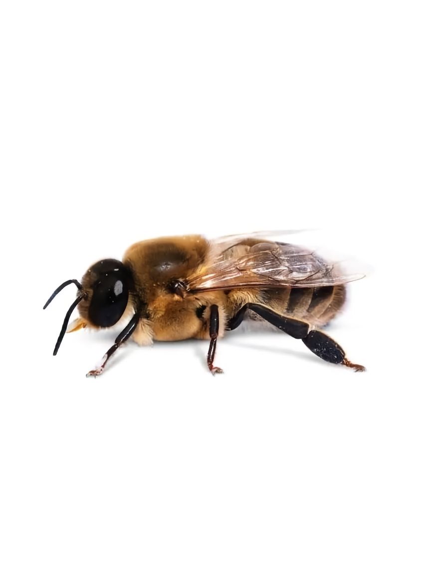 https://static.ixuenong.com/pxn/uploads/prod/thirdfile/2025/05/d41e4b8694a867b989b7859701588e60.jpg