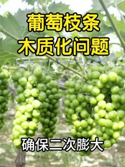 葡萄的木质化正在逐步进行，这个时期的施肥需要做出改变吗？ #葡萄 #种植 #阳光玫瑰 #膨大期施肥 