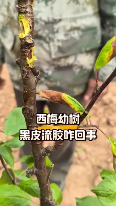 ��÷С����Ƥ����զ����#���������� #ũ������ #ũ���������շ���ͬ��#��÷ݪֲ#ũҵ����