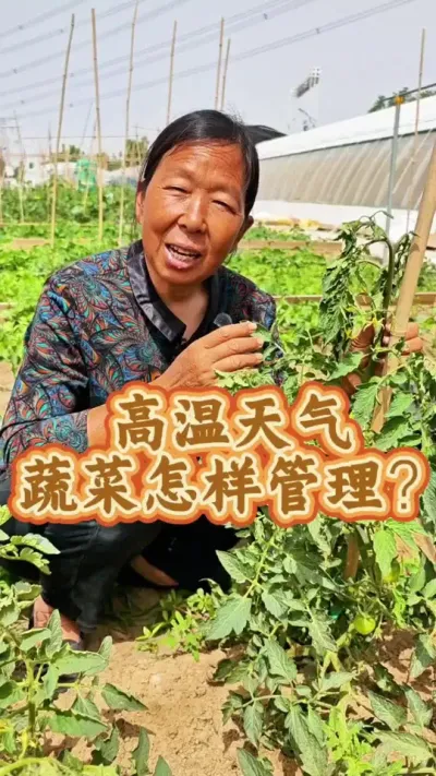 高温天气蔬菜怎么管理 高温天气蔬菜怎么管理#高温天气 #蔬菜管理 #番茄莳植 #生菜杨姐 #三农 @DOU+小助手