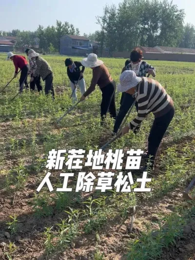 农业路上没有捷径可走，唯有坚持下去✊，一份耕耘一份收获，加油#新农人计划 #抖音助农扶农 #苗圃基地 #抖音致富带头人 #农活 @抖音小助手 @抖音热点 @抖音创作者中心