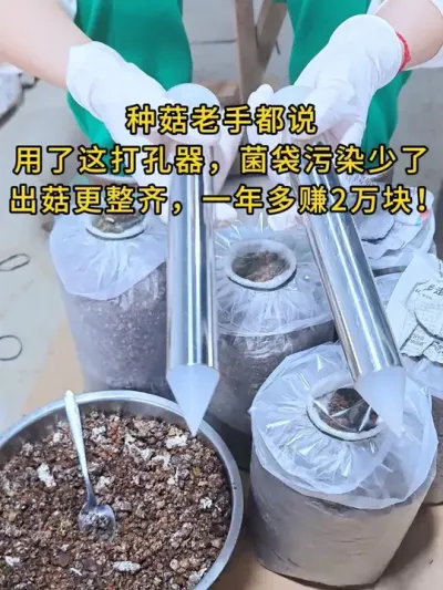 种菇老手都说用了这打孔器，菌袋污染少了，基地同款打孔器，上千家菇农亲测，发菌速度提升50%！#平菇种植 #打孔器 #菌种打孔器