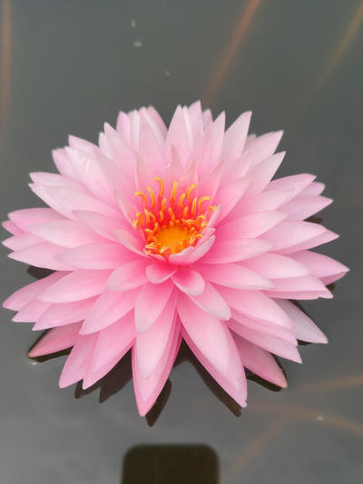 'Khongkwan' ����#˯��[����]# #����˯��[����]# #����[����]# #԰��[����]# #�������֮���������Ⱦ[����]# #��������[����]# #�������ĵ��ʻ�[����]# #Ī��˯��