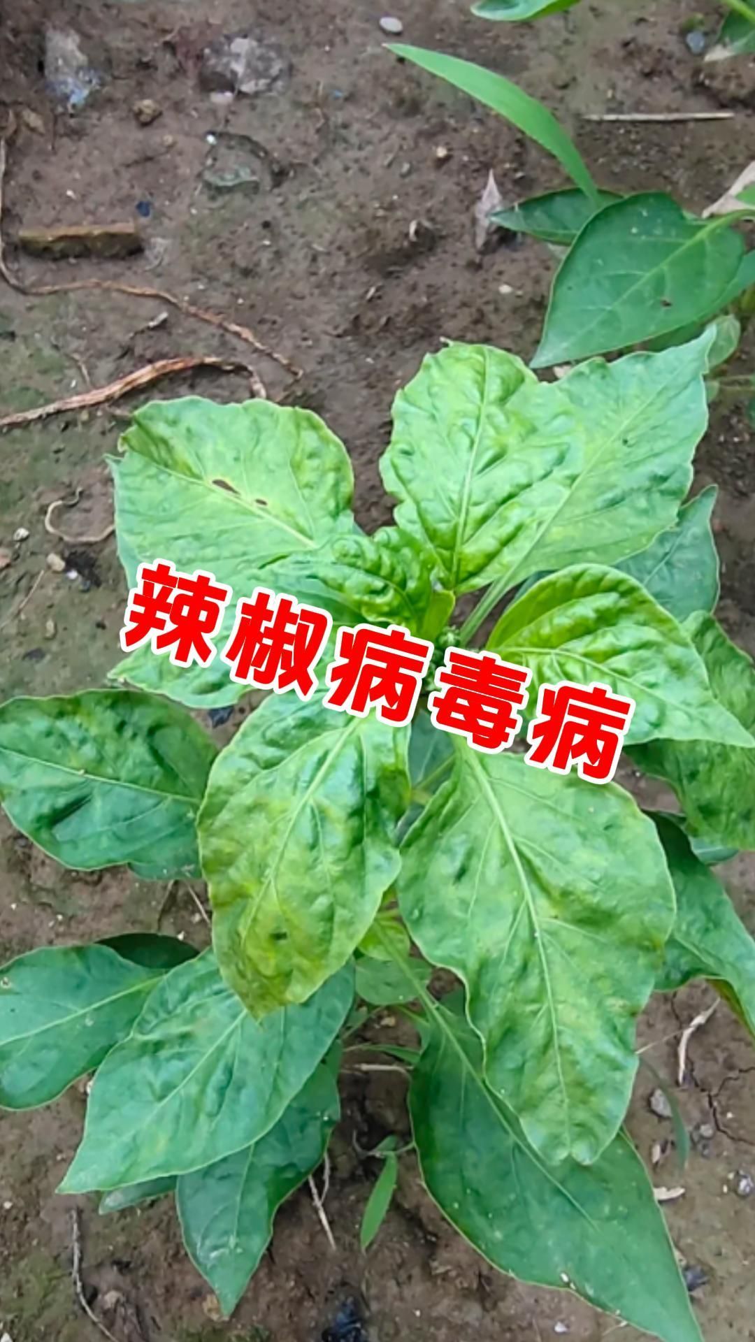 https://static.ixuenong.com/pxn/uploads/prod/thirdfile/2025/05/d87a0b6a60409cfc91d922e561878782.jpg