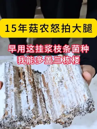 15年菇农怒拍大腿,早用这挂浆枝条菌种,我能多盖三栋楼!#平菇种植 #平菇菌种 #食用菌栽培种 #栽培种