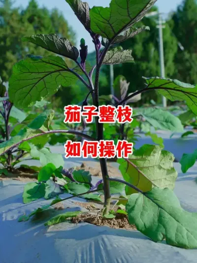 ����ݪֲ��������׼ȷ����֦����#����ݪֲ #����ݪֲ�������� #���� #������ѧũ��