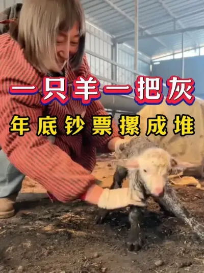 一只羊一把灰，年底钞票摞成堆 #养殖 #养殖养羊人 #养羊人 #三农 #养羊
