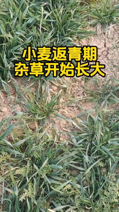 СרóݼֻС#ݼ #Сݼ #С