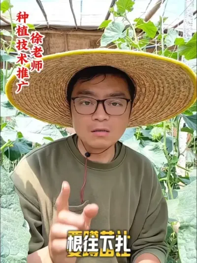 黄瓜种植的四个禁忌 #黄瓜 #黄瓜种植 #种植小技巧 #蔬菜种植 #抖音助农