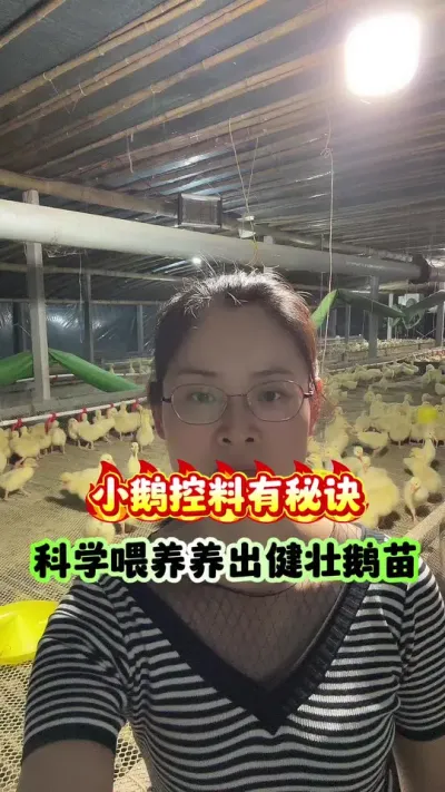 小鹅控料有秘诀！科学喂养，养出健壮鹅苗！#三农 #养鹅技术 #养鹅技术分享 #养鹅人 #狮头鹅