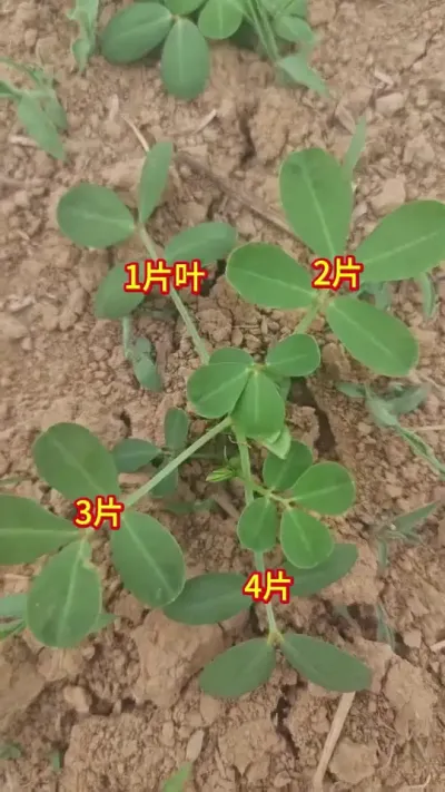 这样的花生可以打除草了#抖音助农#种植#花生#新农人