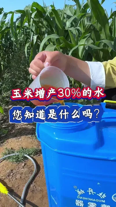 玉米增产百分之三十的水您知道是什么吗？#玉米 #农业种植 #玉米种植 #三农 #玉米增产