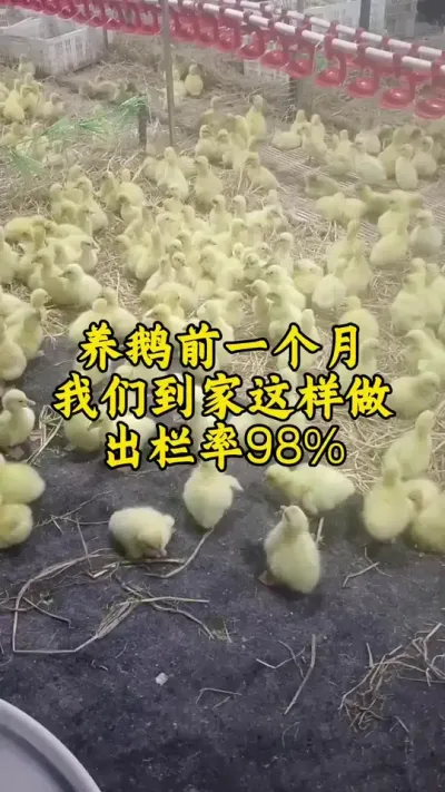 #科学养鹅 #养鹅人 #养鹅技术 #养鹅技术分享 #肉鹅养殖