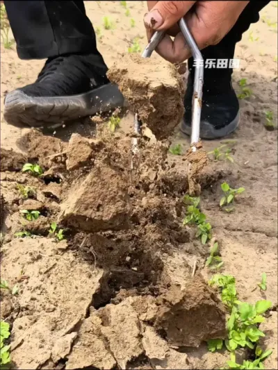 松土二齿叉 下完雨或浇过水后，土壤很容易板结，可以用二齿叉 #松土 #松土神器 #种植小技巧 #种菜  #农用工具