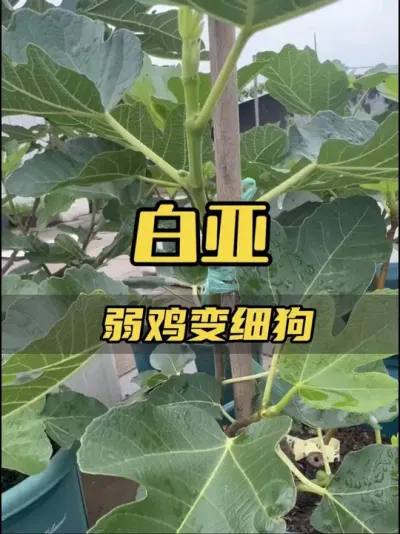 给我两个月时间，弱鸡白亚秒变带果细狗，吹出的牛批，我终于实现了！#无花果 #盆栽 #种植小技巧 #白亚无花果