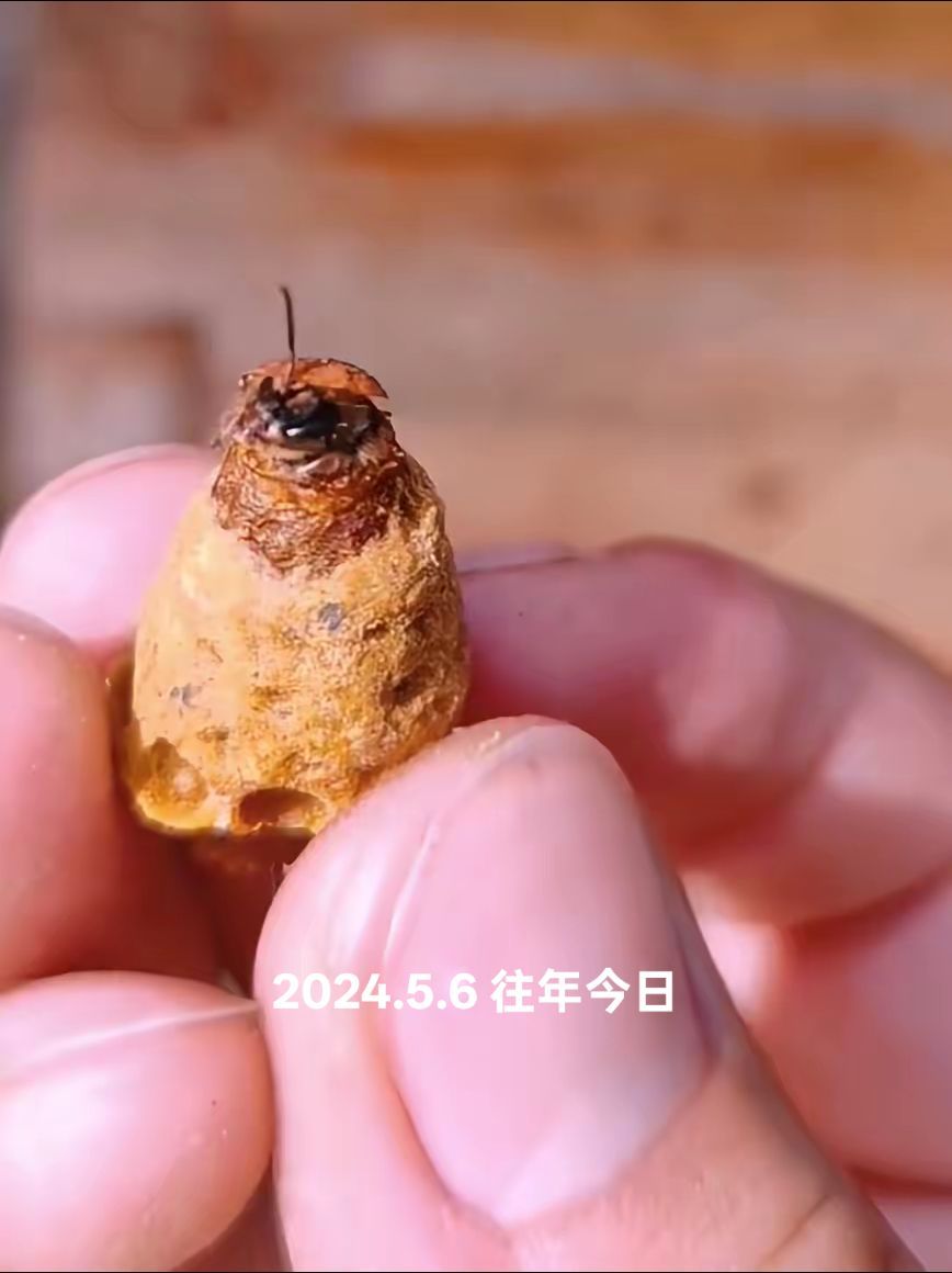 https://static.ixuenong.com/pxn/uploads/prod/thirdfile/2025/05/e44d58307e6886afd512e89876b8e672.jpg