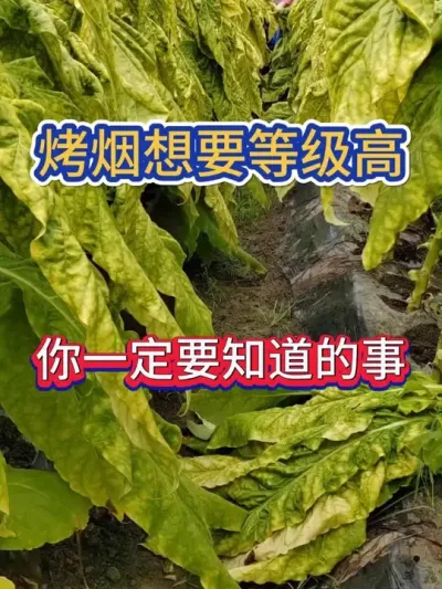 想要烤烟等级高，你一定要知道烤烟为什么后期难落黄，怎么好落黄 #烤烟 #烤烟种植技术与管理 #烤烟种植 #烟草种植 #农业种植