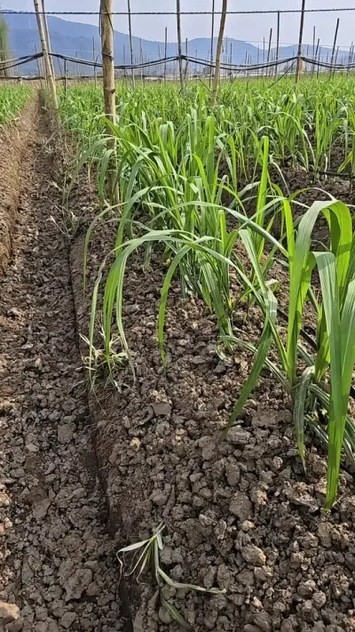黑皮果蔗大培土#甘蔗种植 #黄金甘蔗 #甘蔗 #农业