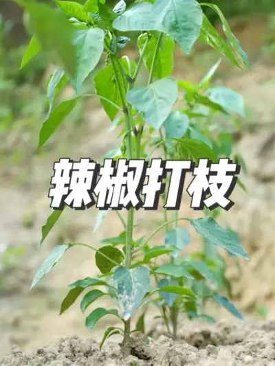 给辣椒打侧枝 #五一劳动节 #农业种植 #新农人计划2025 #关注三农 #种植小技巧