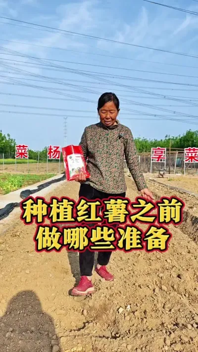 种植红薯前做好虫害防治 种植红薯前可以撒点预防地下虫的#红薯种植 #预防虫害 #虫害防治 #生菜杨姐