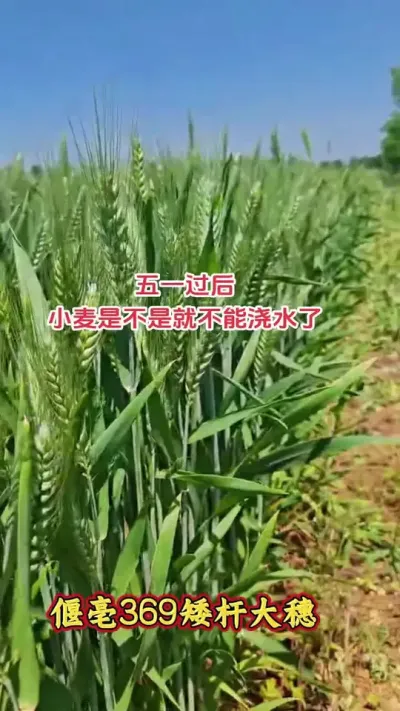 五一过后小麦还可以浇水吗#小麦#种植#抖音助农#新农人