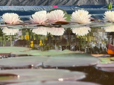 'Sweet Angel' ������ʹ#˯��[����]# #����˯��[����]# #����[����]# #԰��[����]# #��������[����]# #�������ĵ��ʻ�[����]# #԰������[����]# #Ī��˯��[����