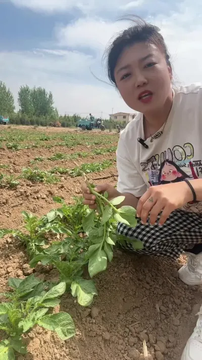 什么是土豆窜箭，窜箭怎么办呢#土豆种植技术与管理 #种植小技巧 #种土豆 #马铃薯