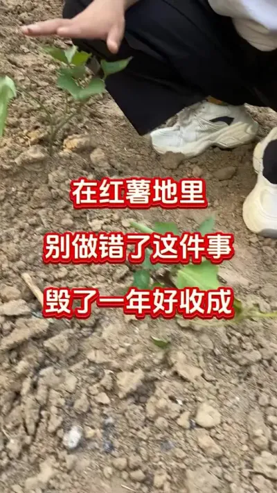红薯地里做错这件事，毁了一年好收成#红薯种植 #红薯管理#红薯施肥#红薯高产#红薯大丰收