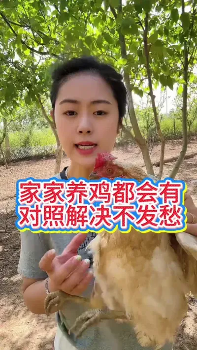 #养鸡妙招#科学养鸡#散养土鸡#科学养鸡#鸡鸭鹅养殖