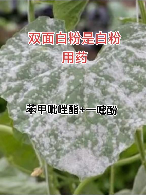 https://static.ixuenong.com/pxn/uploads/prod/thirdfile/2025/05/ed8b62d38cf3e28b2db8ced168362a72.jpg