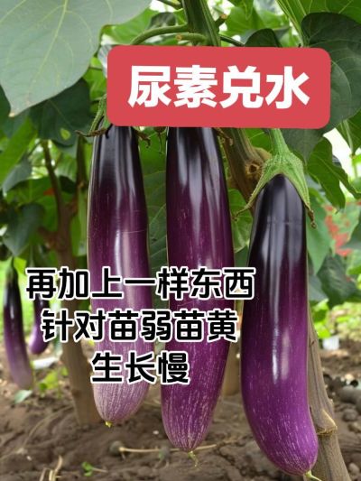 尿素兑水喷啥啥增产#三农种植 #每天分享蔬菜种植技巧 #新农人计划 #三农爆款文案