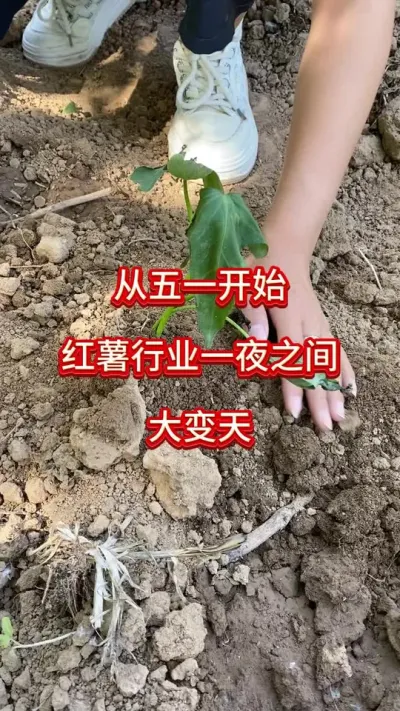 从五一开始，红薯行业大变天#红薯种植#红薯管理#红薯施肥#红薯高产#红薯大丰收