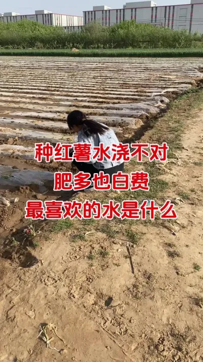 红薯浇水浇不对，一年辛苦全白费#红薯种植#红薯管理#红薯施肥#红薯高产