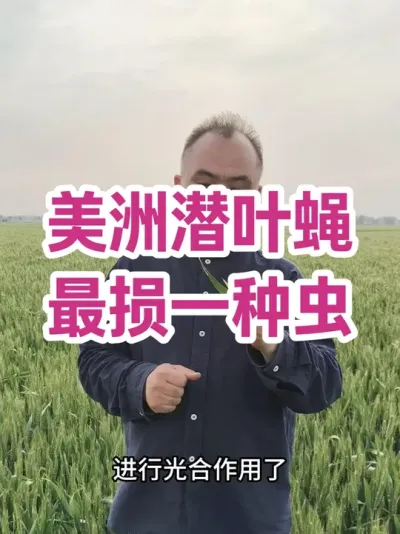 ����ǱҶӬ ����һ�ֳ� ƫ����Ҷ����Ҷ�Բ���Т˳�����25 �� 30 ����һ��Ǩ��ѬȾ��Ҷ��#С��ݪֲ���������