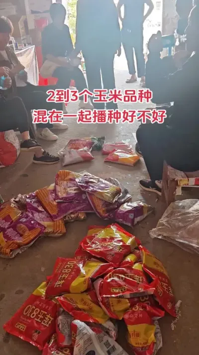 玉米种混播好不好#玉米#抖音助农#新农人#种植