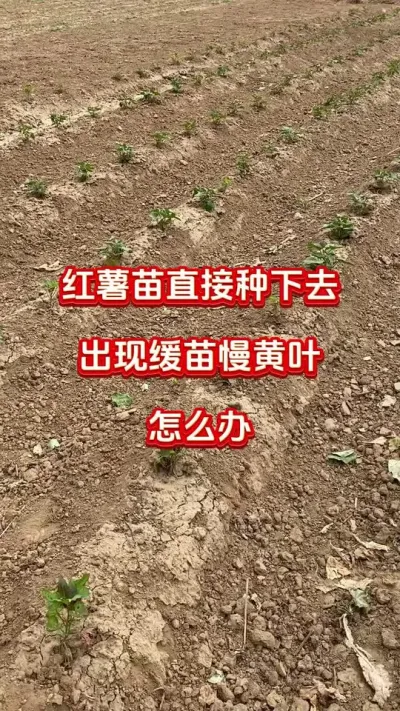 ƻ粻ô#ݪֲ##ʩ#߲#