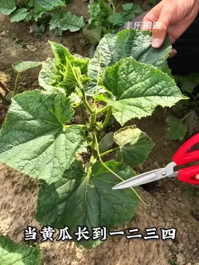 整枝打杈 黄瓜高产小技巧 #黄瓜 #黄瓜种植 #种植小技巧 #每天分享蔬菜种植技巧 #抖音助农