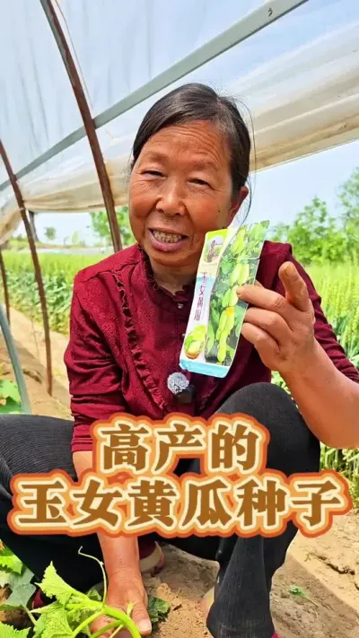 高产的玉女黄瓜种子 高产的玉女黄瓜种子#黄瓜种植 #黄瓜种子 #蔬菜种子 #生菜杨姐