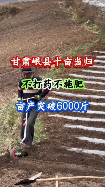 药材种植 甘肃岷县十亩当归不打药不施肥亩产突破6000斤 #当归种植 #当归管理 #当归高产 #药材种植