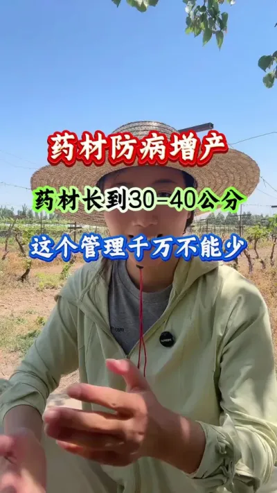 药材种植 药材防病增产药材长到30-40公分这个管理千万不能少 #药材种植 #药材管理 #药材高产