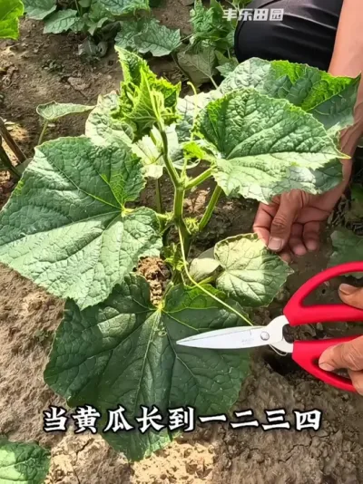 整枝打杈  黄瓜高产小妙招 #黄瓜 #黄瓜种植 #种植小技巧 #分享农业知识帮农民增产增收 #抖音助农