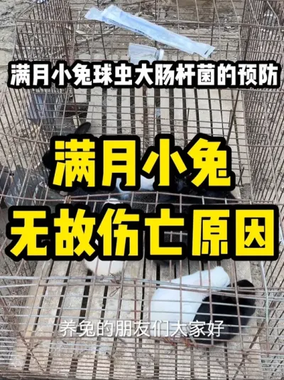 С�����󳦸˾���Ԥ�� #��ѧ���� #���������������� #�������ֿ������߷ֿ����� #������ע������ #С�����