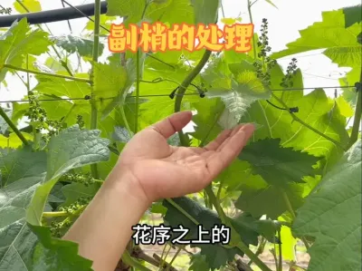 �����ѽ��뻨����ɢ��֮�������ڸ��Ҹ�����������#��ũ #����ݪֲ #��԰���� #���� #ݪֲ