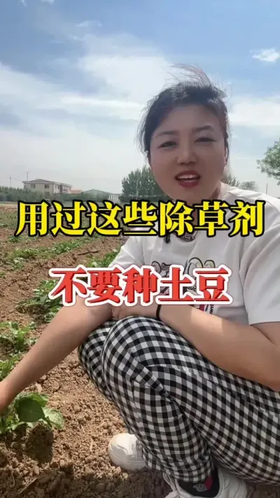 用过这些除草剂就别种土豆了#土豆种植技术与管理 #种植小技巧 #土豆高产种植