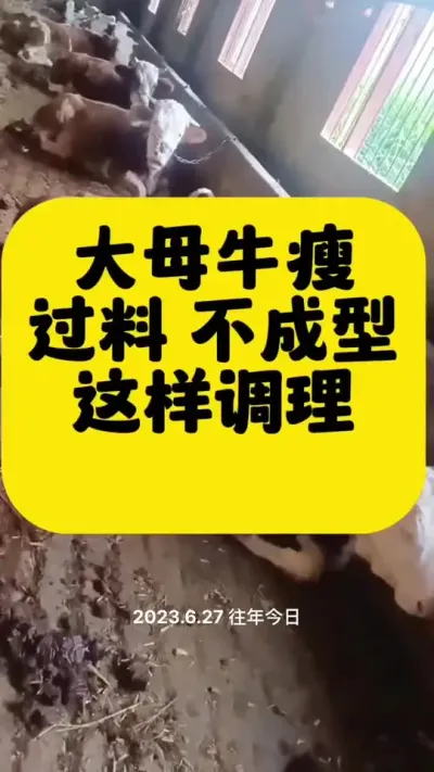 大母牛消瘦，掉膘#全国养牛人 #养殖户 #肉牛养殖 #繁殖母牛