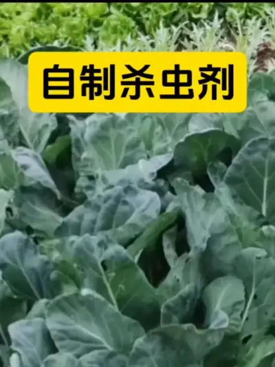 杀虫剂的自制方法#种植小技巧 #服务三农支持三农 #三农爆款文案 #三农流量扶持计划