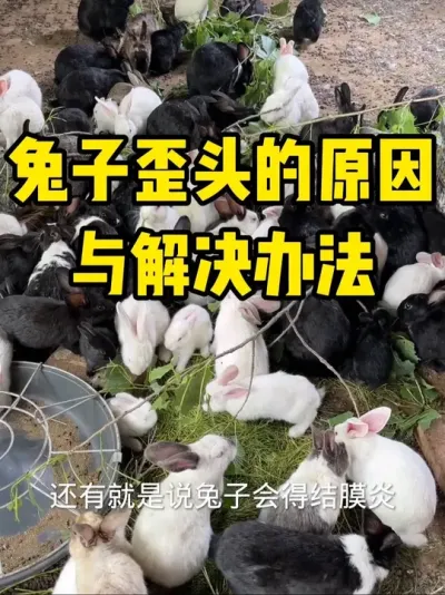 兔子歪头病治疗与预防 #养兔技术经验分享 #养兔三分靠管理七分靠技术 #兔子歪头病 #养兔子注意事项 #每天分享养殖技术和经验