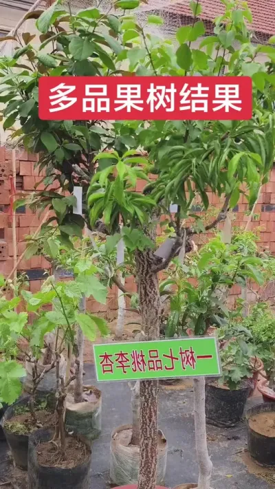 一树嫁接七品种的桃李杏，结果了，又好吃又好看#一树多果 #一树多色 @DOU+小助手 @抖音小助手 #果树盆栽