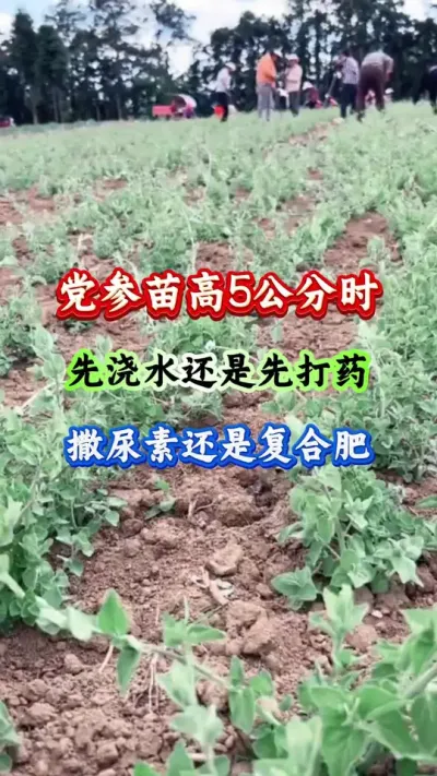 党参种植 党参苗高5公分时先浇水还是先打药撒尿素还是复合肥 #党参种植 #党参管理 #党参高产